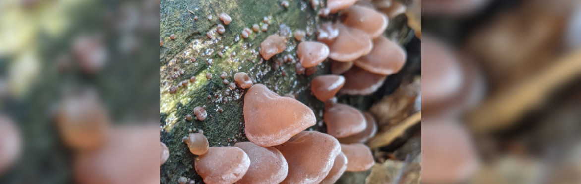 Mushroom Foraging Walk