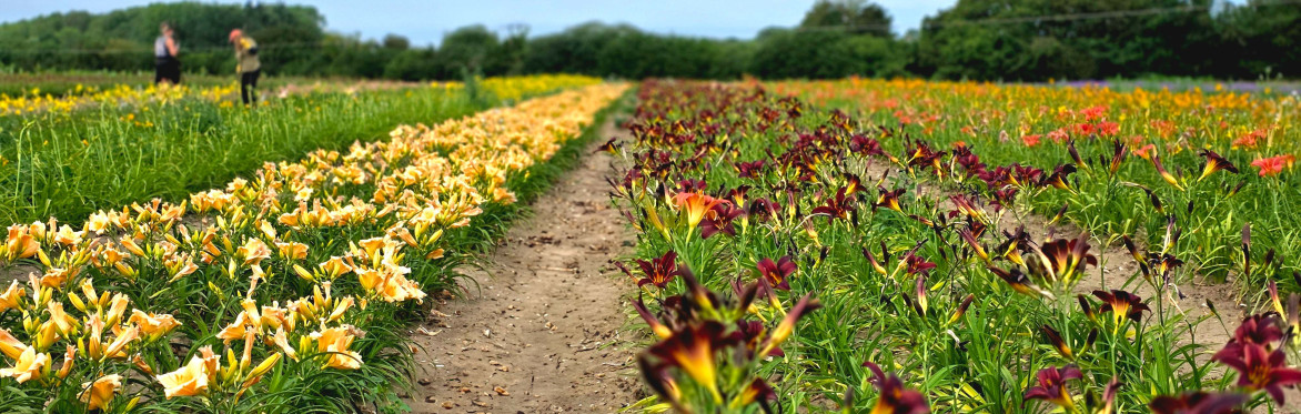 Walled Kitchen Gardens Network visit