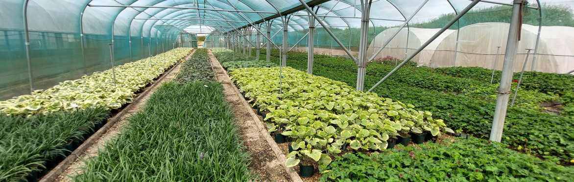 Walled Kitchen Gardens Network visit