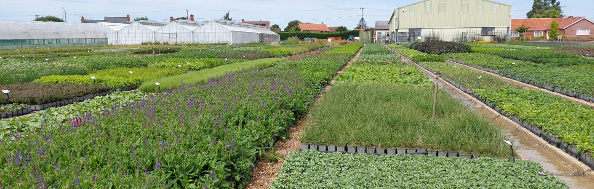 Walled Kitchen Gardens Network visit