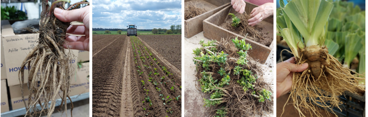 Walled Kitchen Gardens Network visit