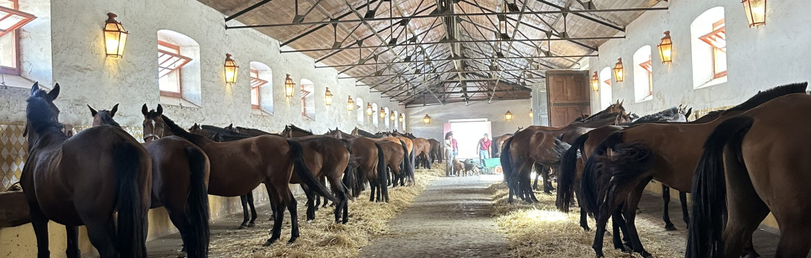 Prestigious Lusitano studfarm visiting
