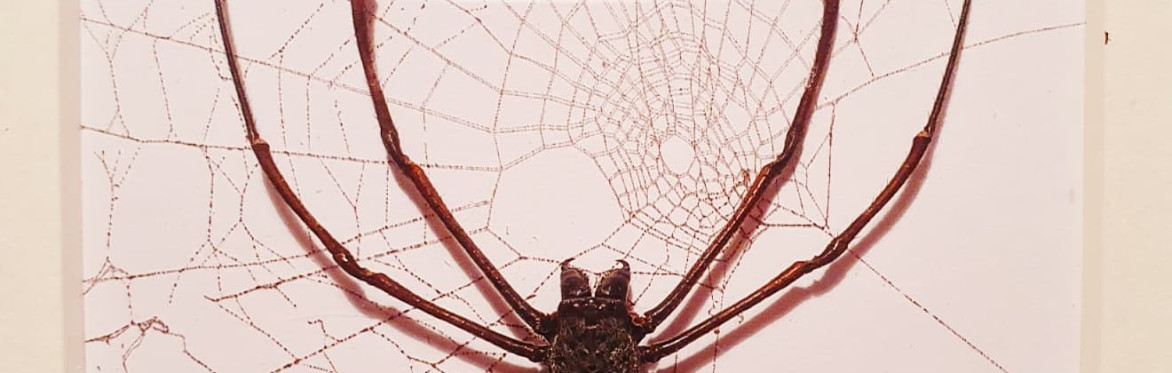 Spooktacular Spider & Scorpion Workshop