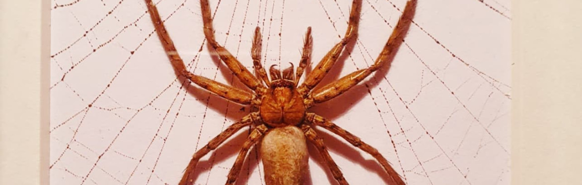 Spooktacular Spider & Scorpion Workshop