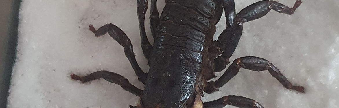 Spooktacular Spider & Scorpion Workshop