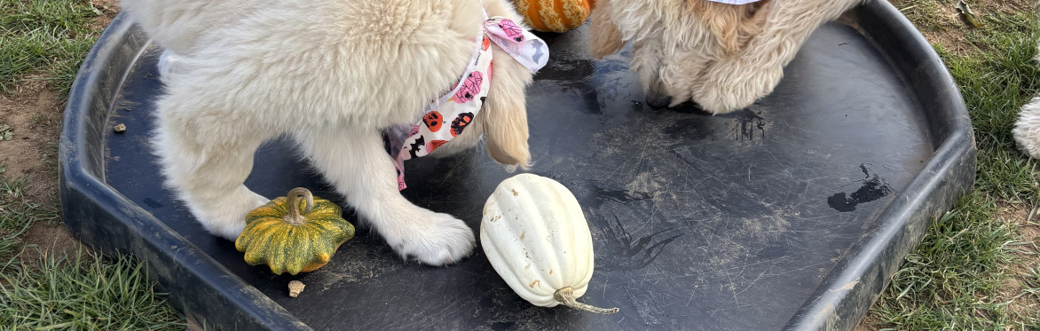 Pumpkins in The Playfield All breeds social