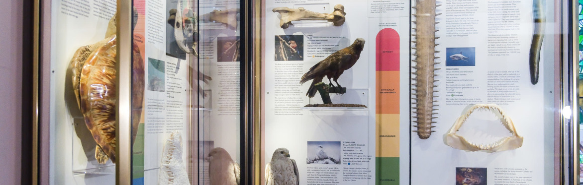Nature in its preserved form - a visit to Eton Natural History Museum