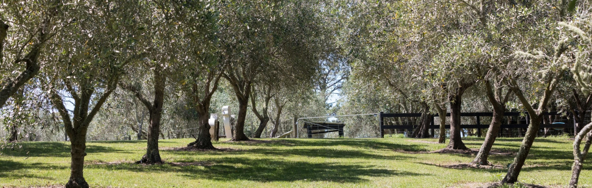 enjoy a farm tours at Lavender Hill, Riverhead, Auckland