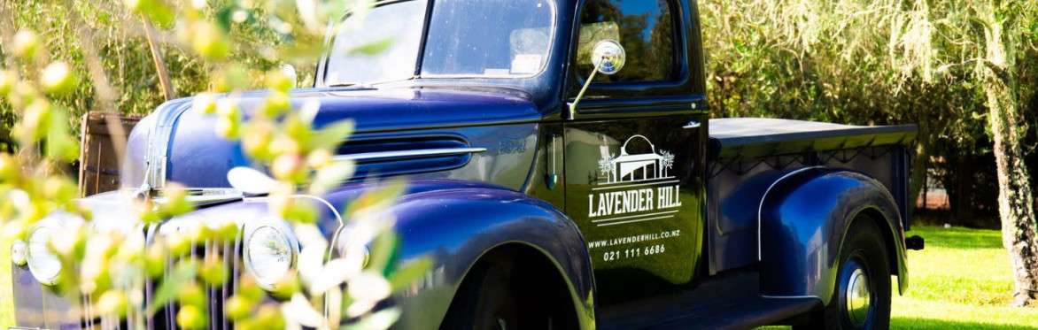 enjoy a farm tours at Lavender Hill, Riverhead, Auckland