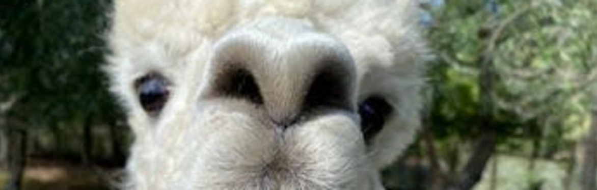 View and feed the alpacas at Lavender Hill, Riverhead, Auckland
