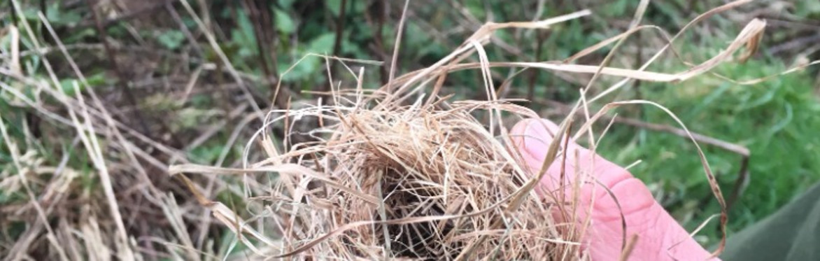 Orchard Farm Harvest Mouse survey
