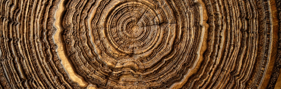 A close up of the core of a cut tree trunk