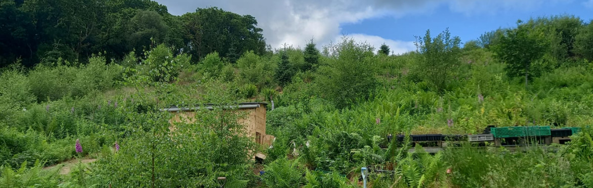 Growing Food in Temperate Rainforest - forest gardening