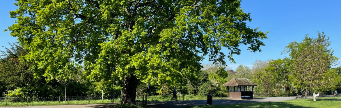 Dulwich Park Boundary Oak