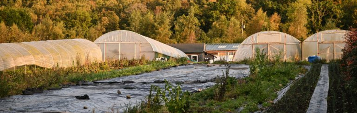 A market garden with a covered bed and polytunnels in the background