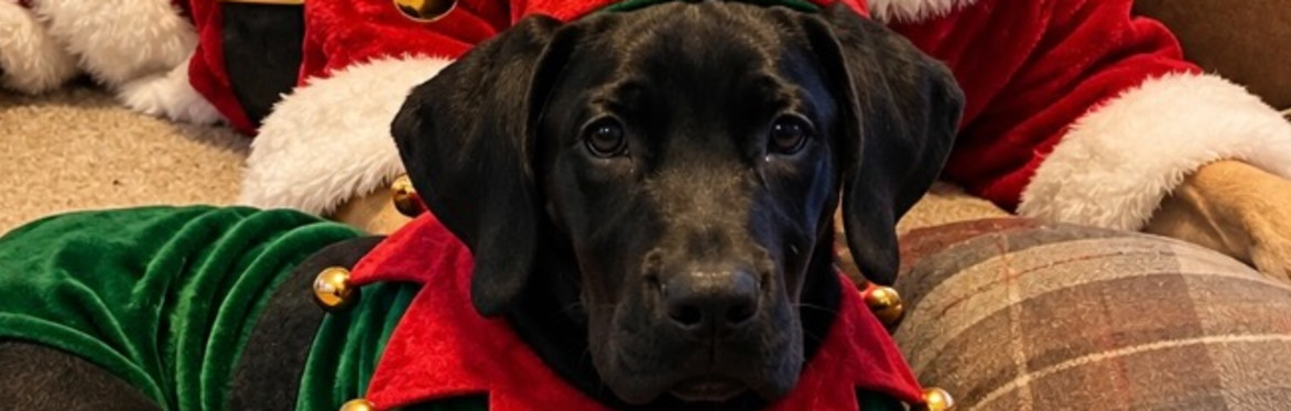 Santa Paws Afternoon Tea