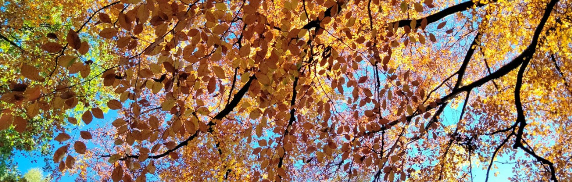 Forest Bathing (mindful nature connection) at Nether Edge Festival