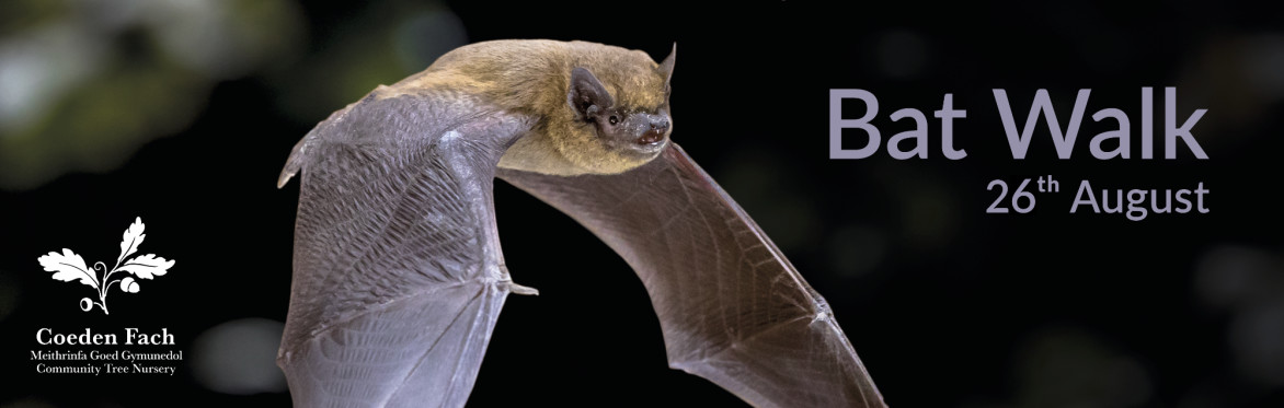 Bat Walk