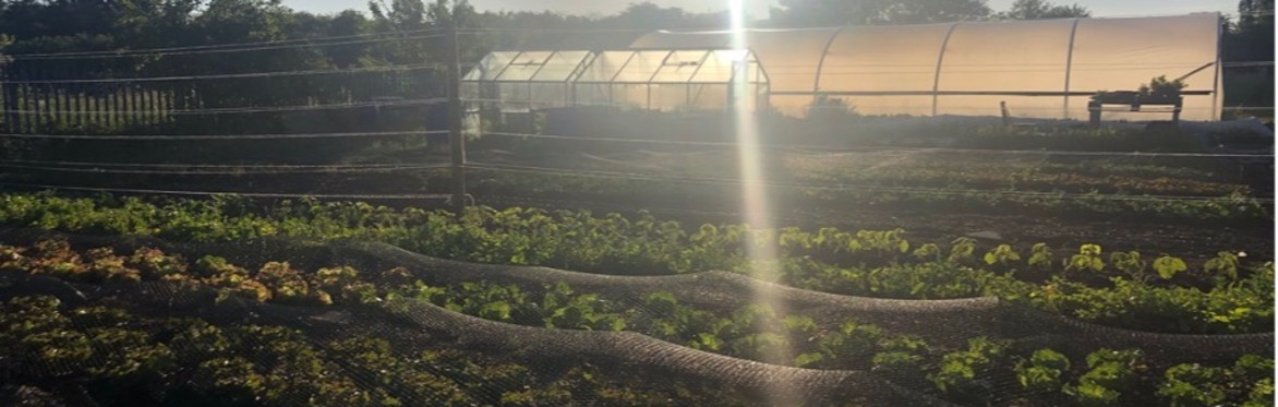 The Salad Garden, Saffron Acres