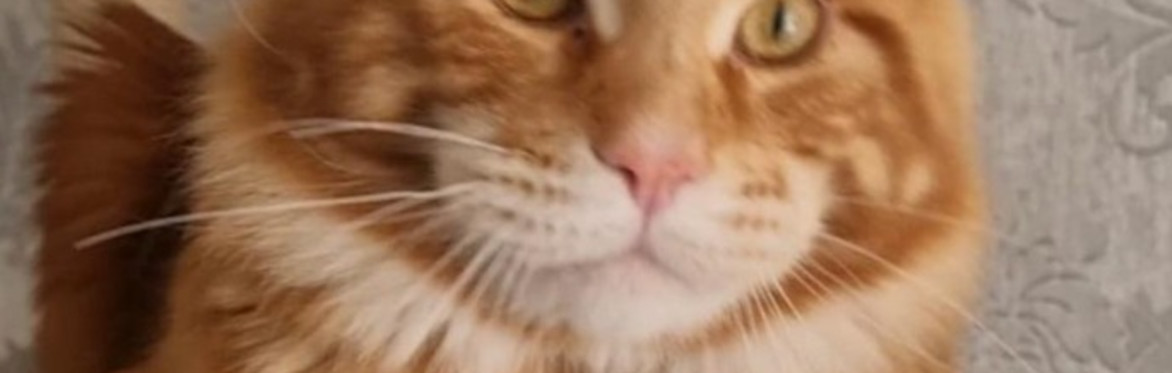 An Afternoon with Dollzuki Maine Coon Cats