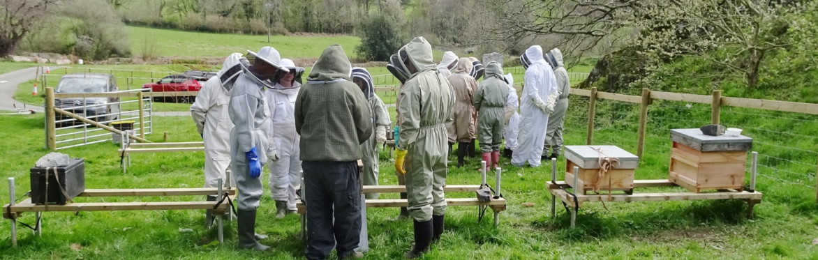 Beekeepers in groups around hives