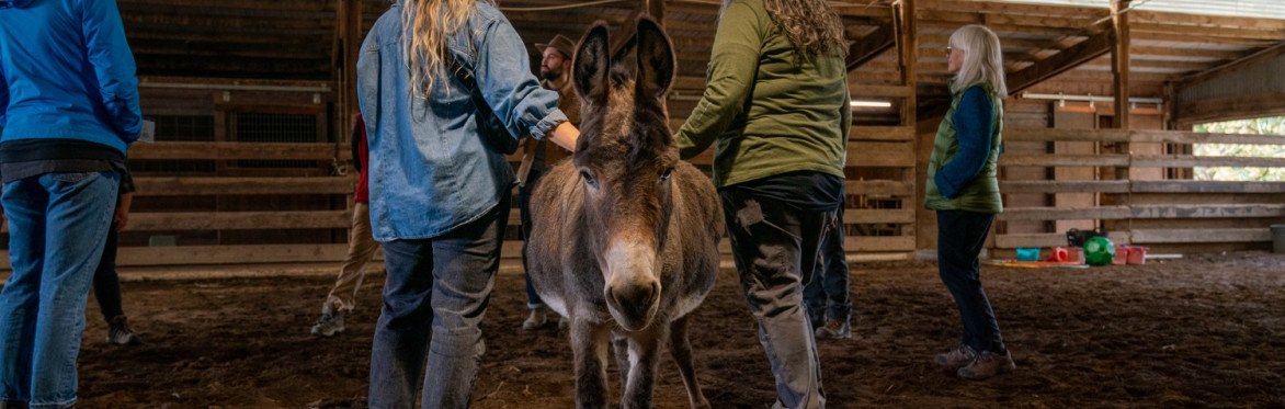 A mini donkey is at the center of the photo facing the camera with ears forward, while two people each with a hand on the donkey's back face away.