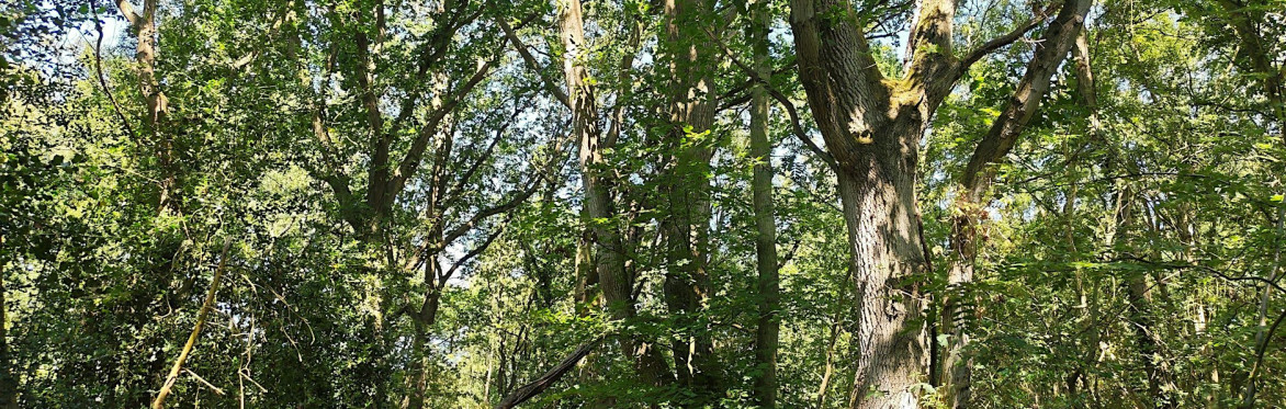 trees
