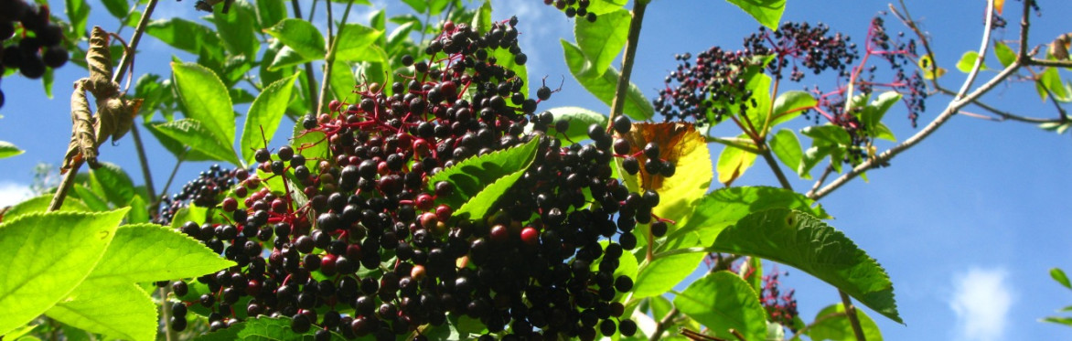 Wild foraging in Spring