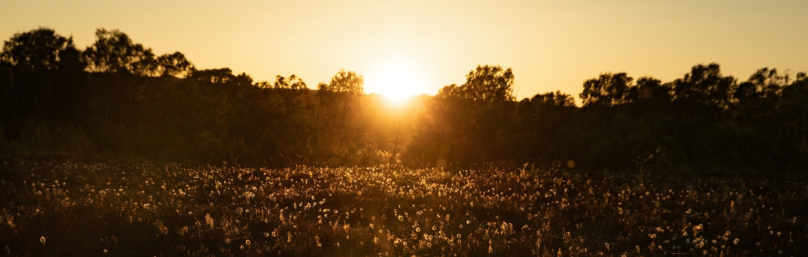 Sunset over a peat bog, full of cottongrass flowers.