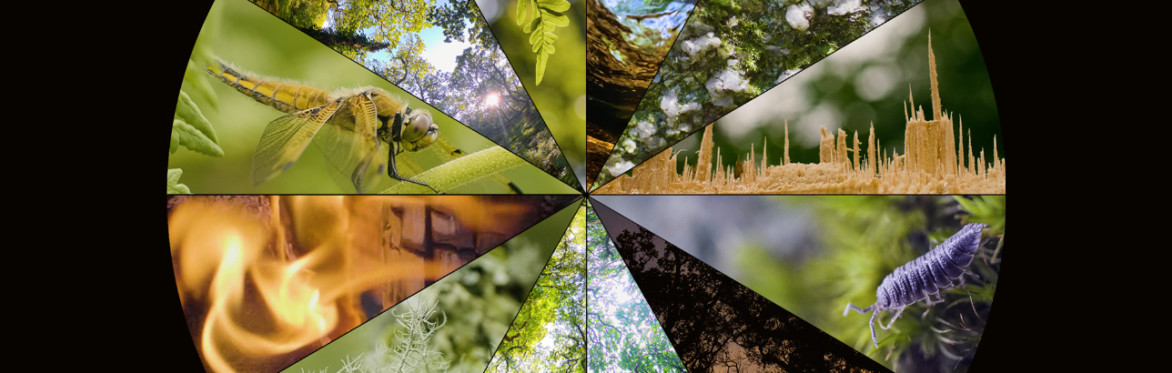 Immersive 360 Films from Screen Cornwall