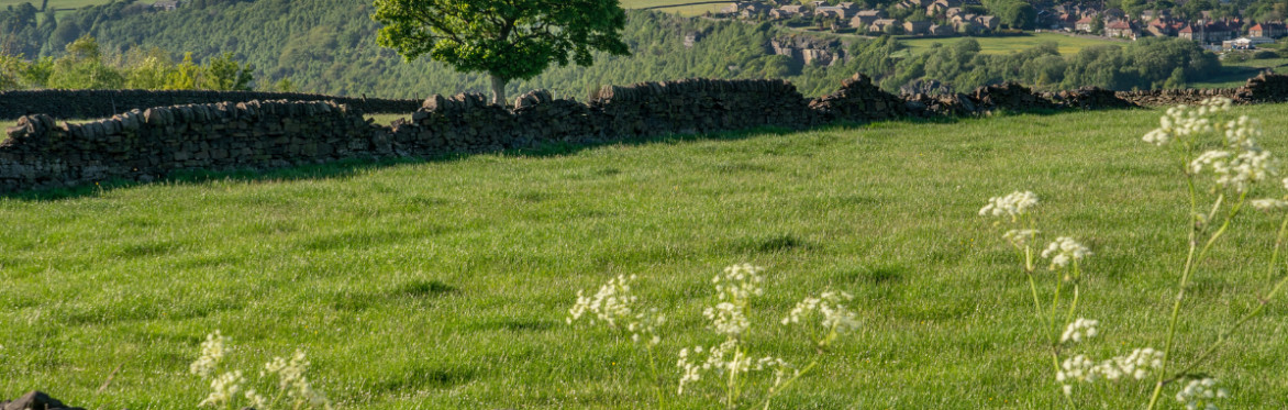 view of grass meadow with a lone tree and village and church in the distance
