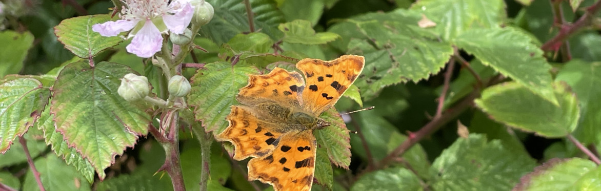 Birds, Botany and Bugs - a natural history walk through the Heavens Valley