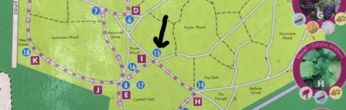 Summer Sound Bath in Nature at Tower Hamlets Cemetery Park