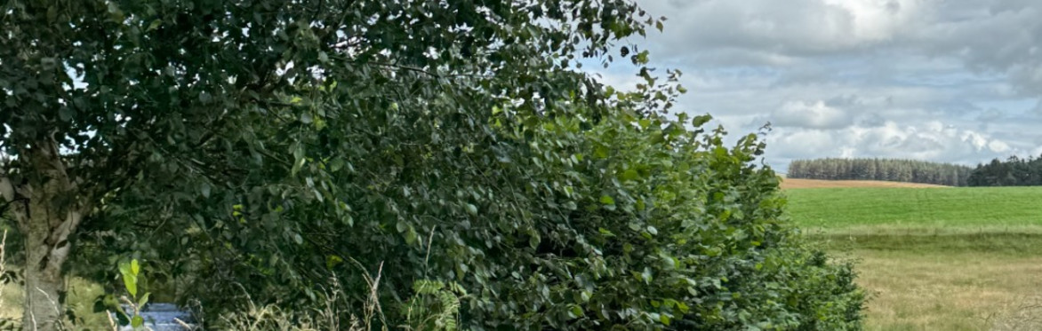 A hazel hedge alongside a grassy track to a field.