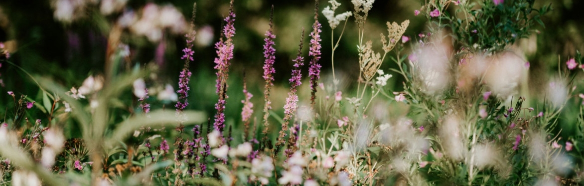 Wildflowers blooming in a soft, romantic garden