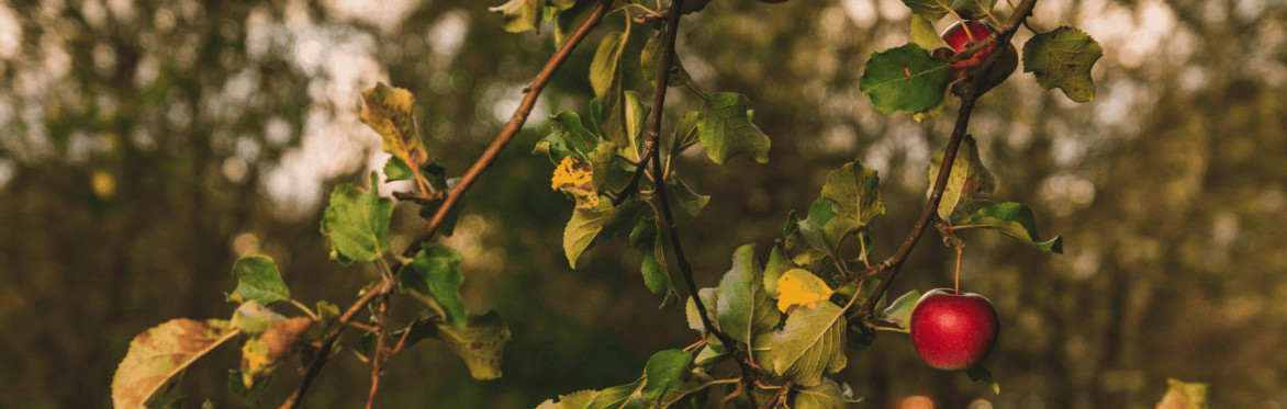 Adding Agroforestry to your CSA