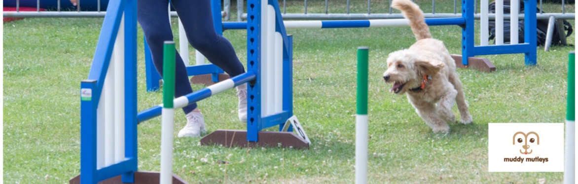 Dog having fun in the Agility