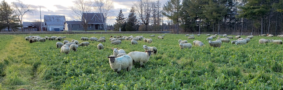 Solar and Cover Crop Grazing Field Day