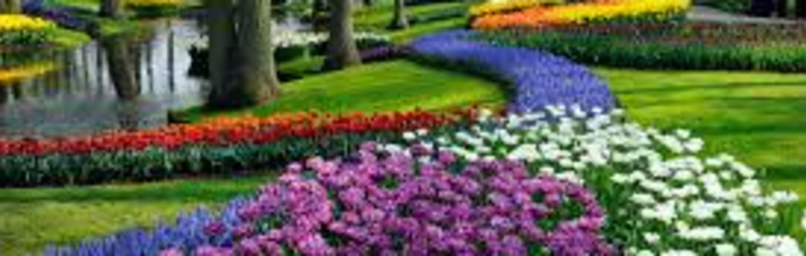 🌷 Visit Keukenhof – The Most Famous and Beautiful Tulip Garden in the World! 🌷(only for Mondial au pairs)