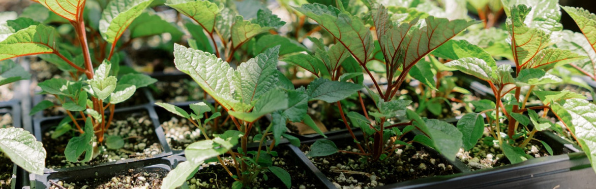 Native Plant Propagation Class: Wet Forest Species