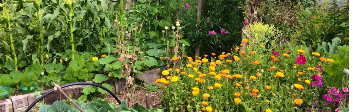 WWOOF Taster Day SWINDON 4th October 2025