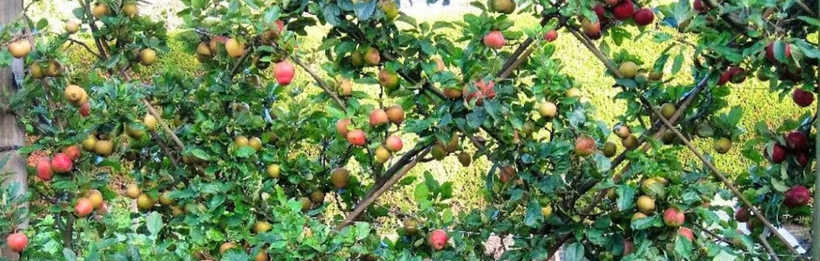 **CANCELLED**  WWOOF UK Taster Day YORK 4th October 2025