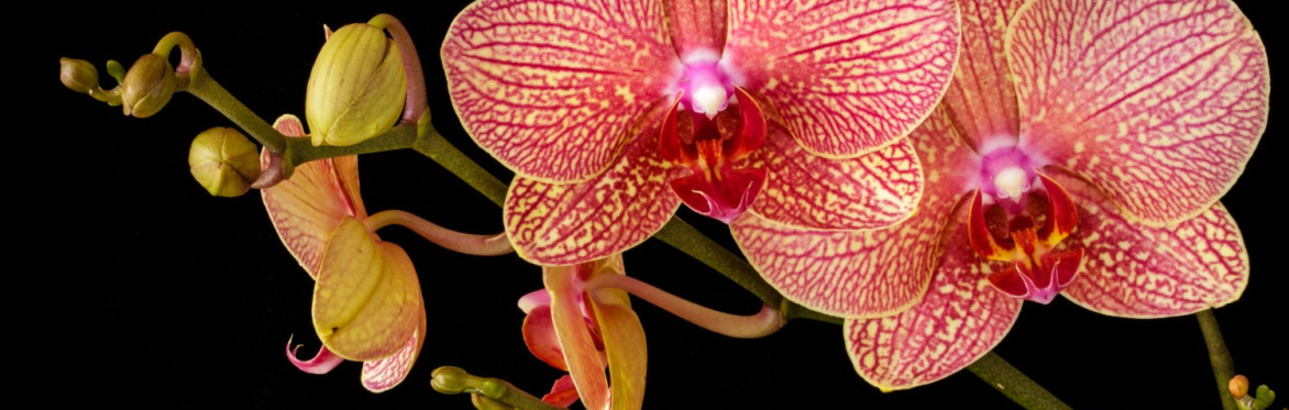 Boho Orchid Mounting Workshop