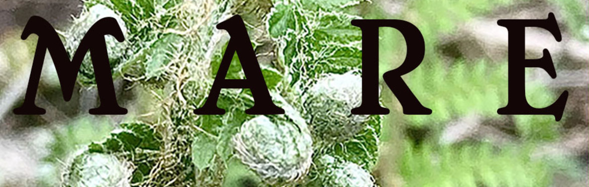 MARE - Workshop #1 - Animism in the Contemporary Realm. Re-cognition and co-creation