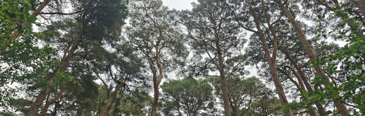 Primary School Woodland Day at Glenveagh National Park