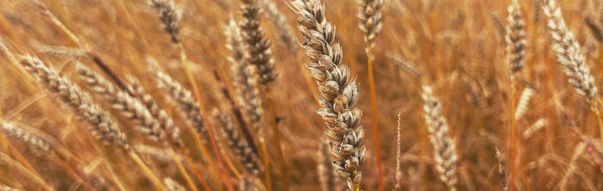 2026 Baker's Wheat & Mill Tour