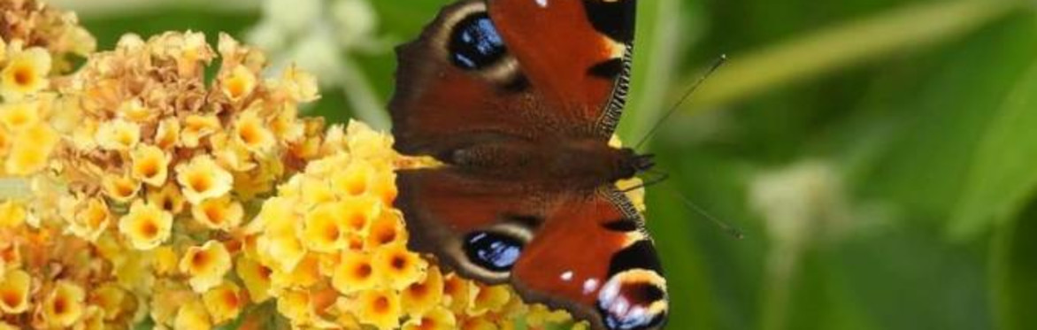 Introduction to surveying for butterflies