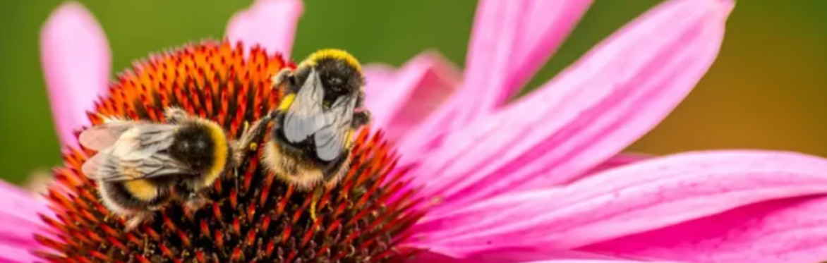 TheBuzz Pollinator Festival & Variety Show [2 SHOWTIMES!!]