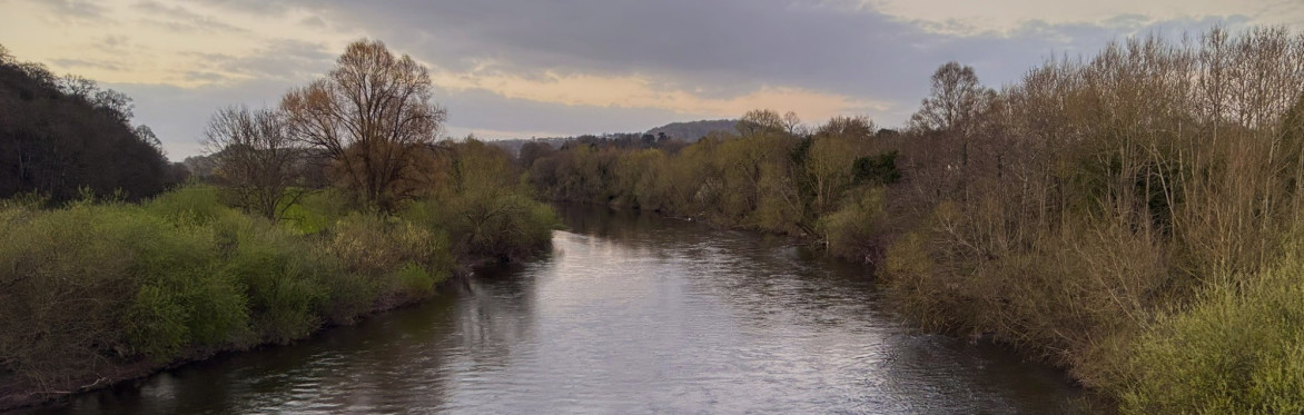 Bewdley bat walks