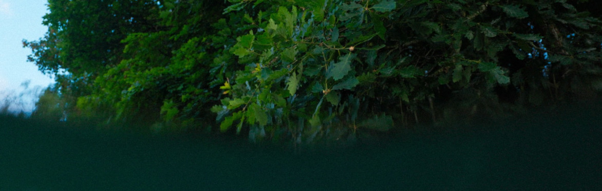 Eco Park Woodland Weekender - Saturday Evening - Discover the hidden connections of our Forests and Oceans.
